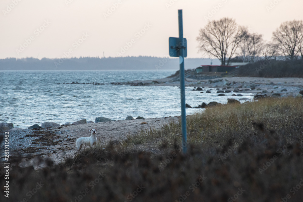 Streunender Hund Ostsee