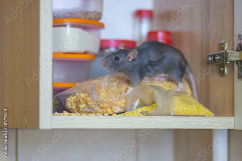 destruction of food stocks. the rat is the black symbol of