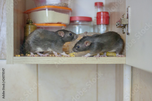 destruction of food stocks. mice are black two pieces. symbol