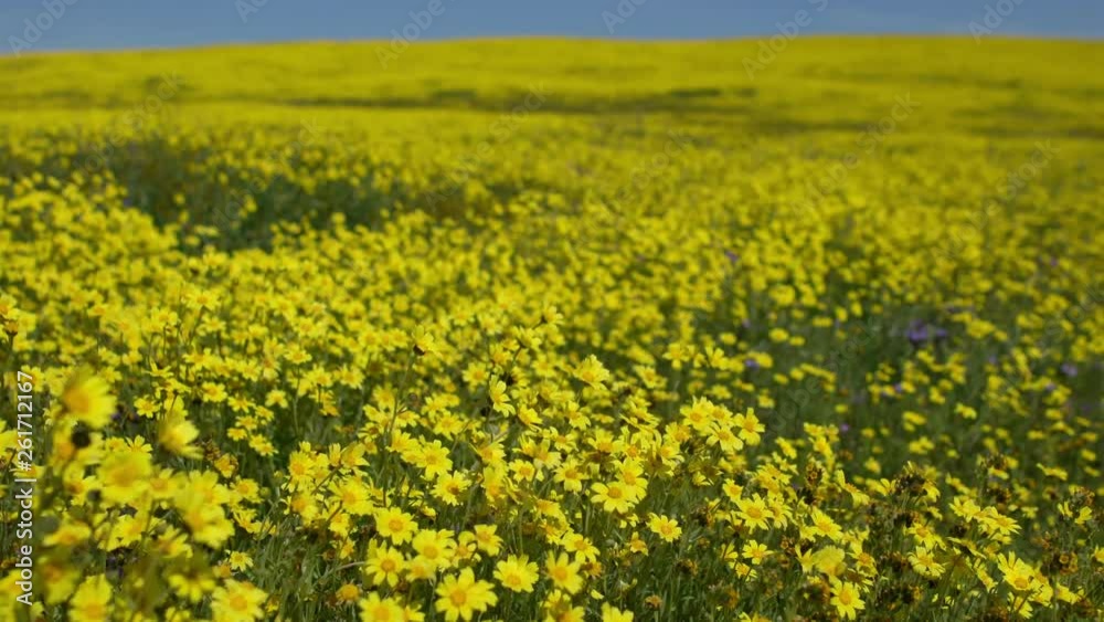 Dolly 3 Axis California Goldfields Flowers Super Bloom in Carrizo Plain National Monument Dolly 3 Axis California Goldfields Flowers Super Bloom in Carrizo Plain National Monument