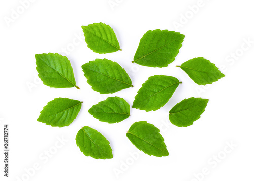 Set of green tree leaves isolated on white background. top view