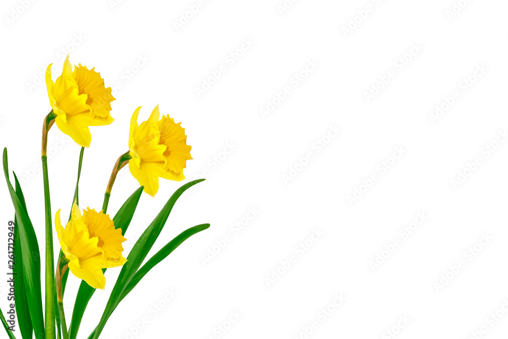 spring flowers narcissus isolated on white background spring flowers narcissus isolated on white background