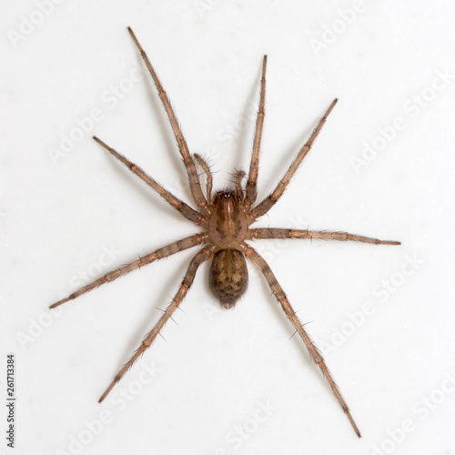 Tegenaria domestica spider on white background