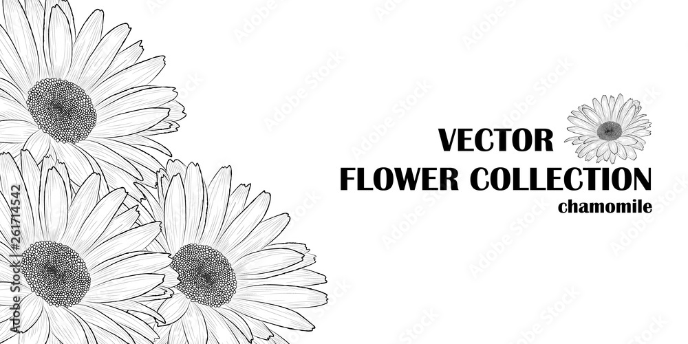Vector black and white background (2:1) with hand-drawn chamomiles(daisy) flowers . EPS 10. Vector black and white background (2:1) with hand-drawn chamomiles(daisy) flowers . EPS 10.