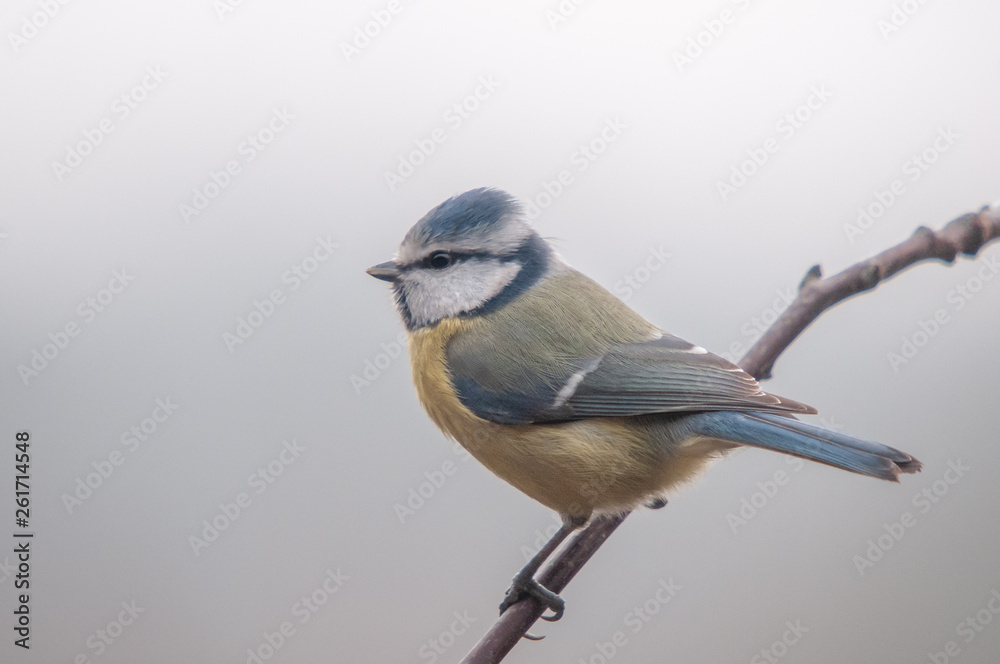 Obraz premium Blaumeise