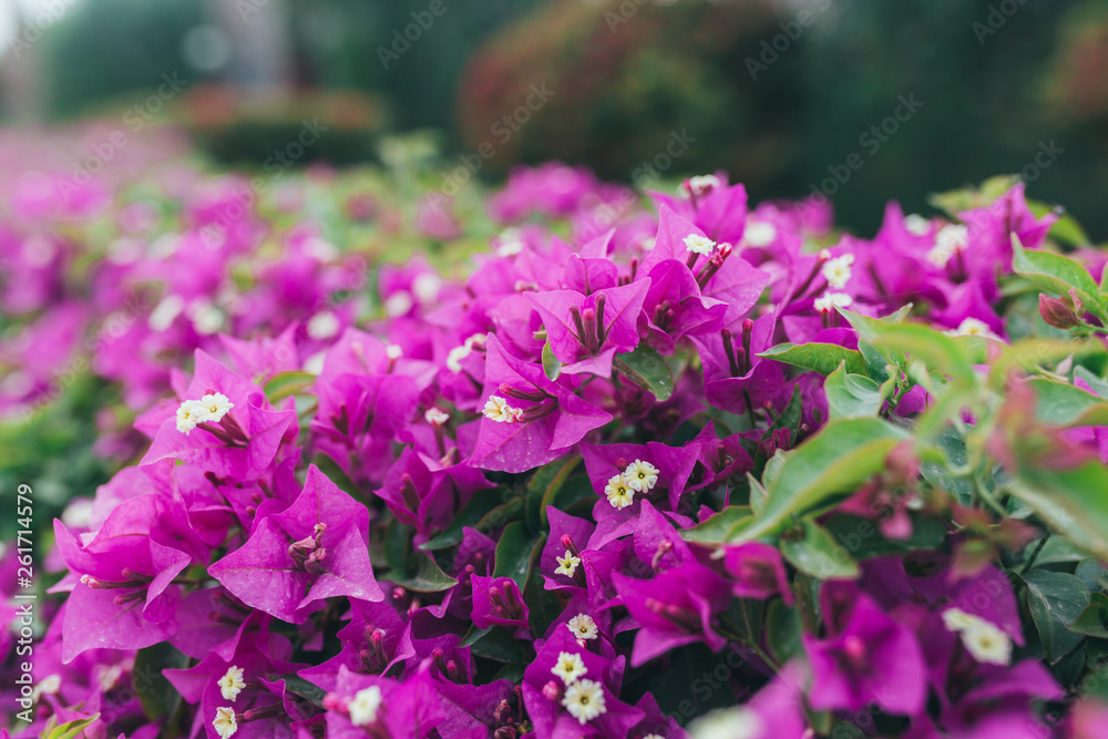 Beautiful flowers in nature park outdoor spring Beautiful flowers in nature park outdoor spring