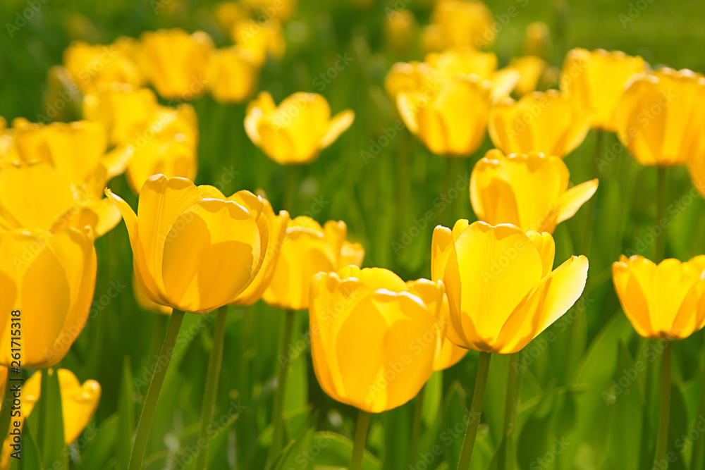 abstract floral scenes on field of yellow tulips. spring nature floral background for congratulations on March 8, women's day, mother's day. Yellow tulips blooming in sunlight on blurred background. abstract floral scenes on field of yellow tulips. spring nature floral background for congratulations on March 8, women's day, mother's day. Yellow tulips blooming in sunlight on blurred background.