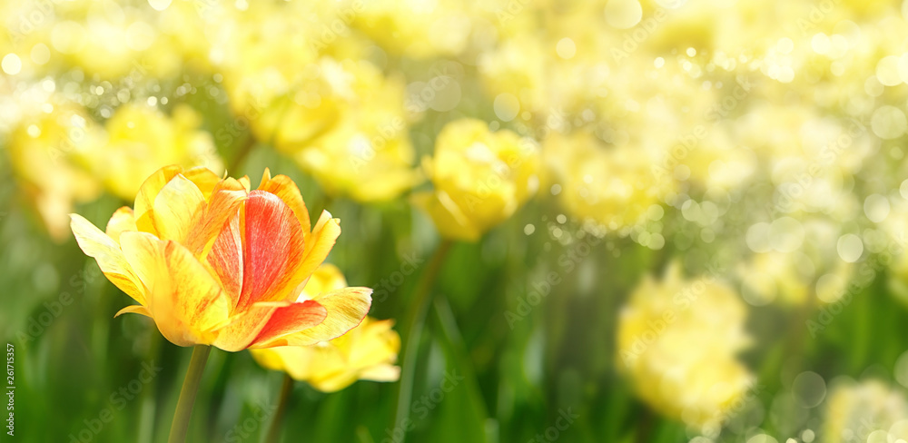 beautiful tulips flower in grass. spring season, summer time. beautiful spring background with tulips flower. banner. floral background for congratulations on March 8, women's day, mother's day