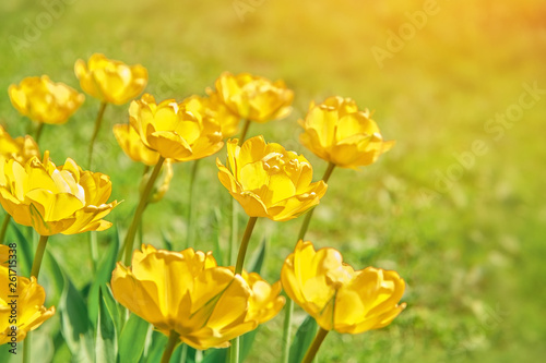 abstract floral scenes on field of yellow tulips. spring nature floral background for congratulations on March 8, women's day, mother's day. Yellow tulips blooming in sunlight on blurred background.