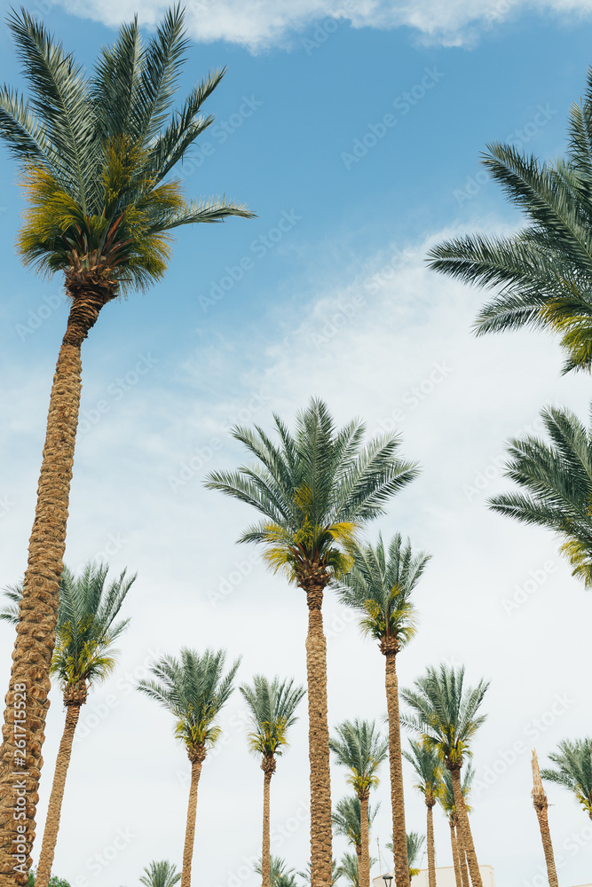 Coconut palm trees, beautiful tropical background