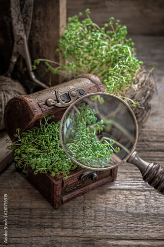 spring composition with cress salad. amazing scene with plant. cress salad in chest and magnifying glass. Hello spring concept. close up, soft focus.