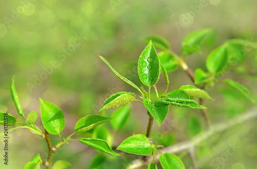 Beautiful green spring background with young foliage. fresh young green foliage, close up. Spring season template, elegant romantic inspiration image. close up, soft selective focus