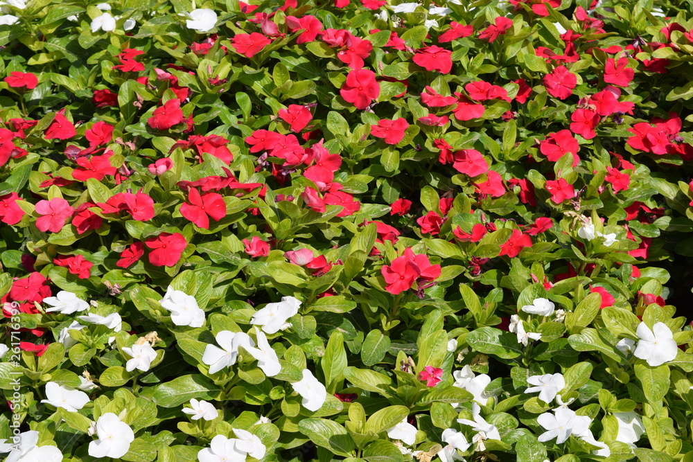 Blumen rot und weiß