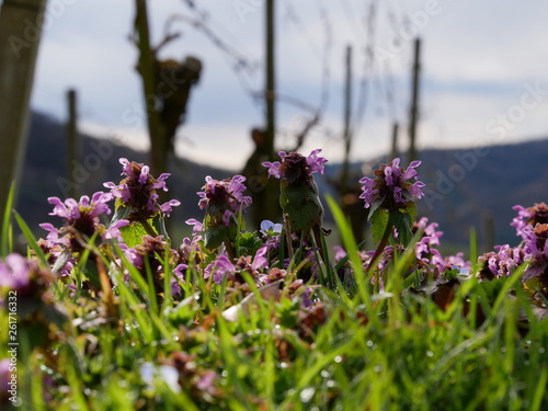 Frühlingserwachen am Rebberg photo