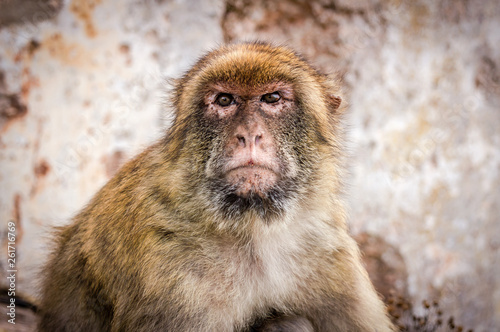 Portrait of a friendly macaque, Rock of Gibraltar © Dimitrios