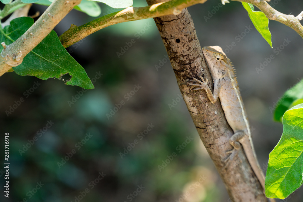 Fototapeta premium Oriental garden lizard, Eastern garden lizard, Changeable lizard