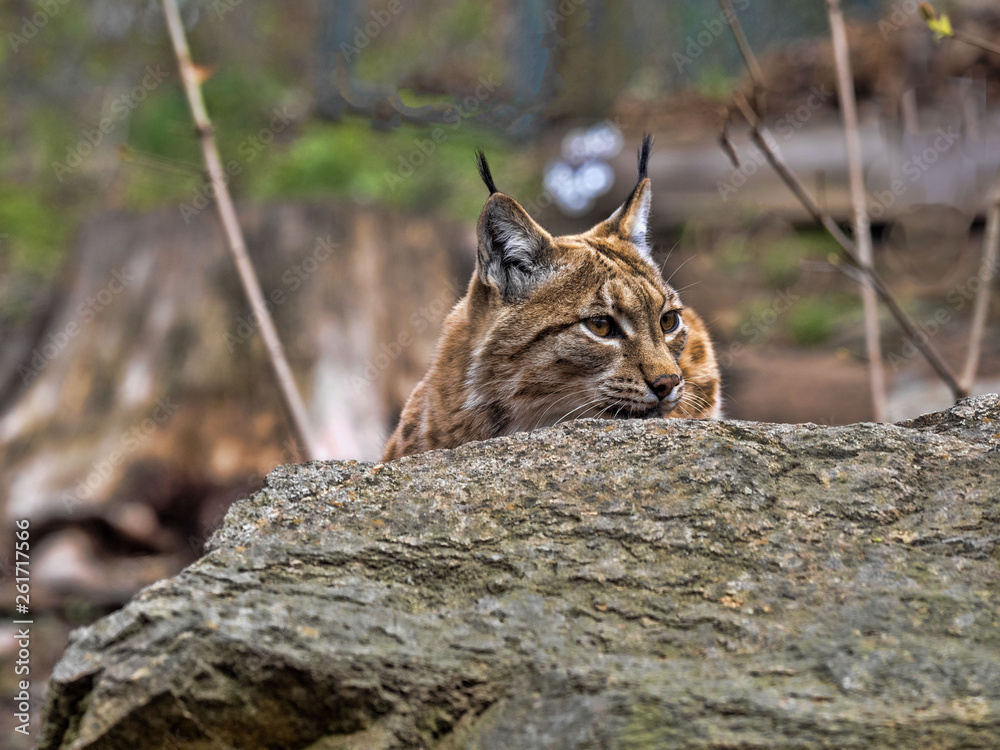 Obraz premium The Scandinavian lynx, Lynx lynx lynx, peeks behind the trunk
