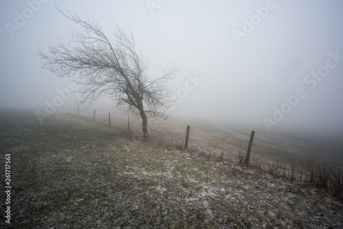 fog landscape with a tree, taken in southern germany on the schauinsland at over 1200m height photo