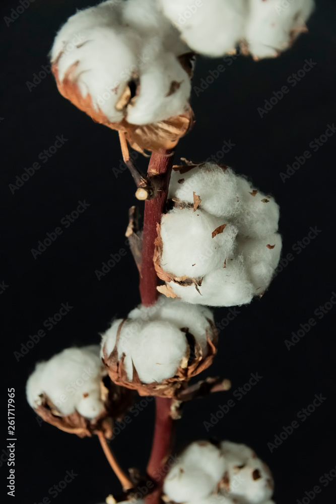 A branch of beautiful soft cotton flowers on a dark background, isolated, closeup. A branch of beautiful soft cotton flowers on a dark background, isolated, closeup.