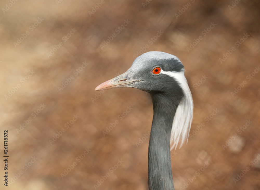 Demoiselle crane. It is a bird of dry steppes and semi-deserts of Eurasia. This crane has white tufts of feathers on the sides of its head. It's a migratory bird. Winters in North-East Africa, Pakista