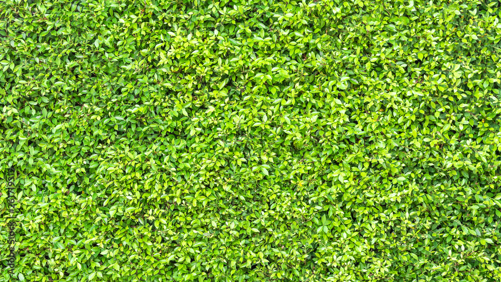 Green Leaves background or plant wall texture in natural garden for nature or environmental backdrop Green Leaves background or plant wall texture in natural garden for nature or environmental backdrop