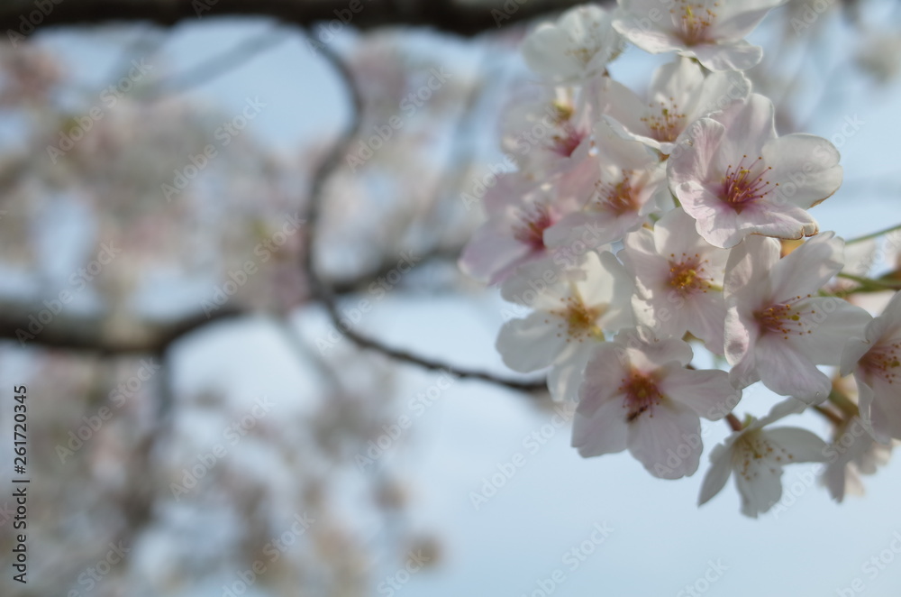 桜