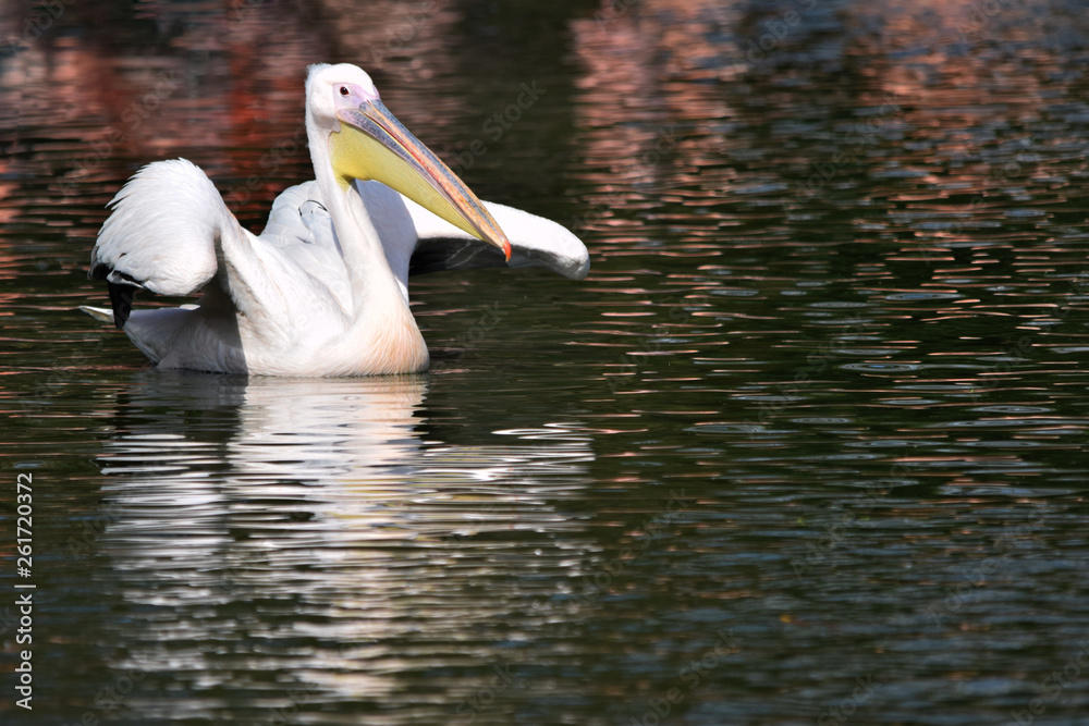 Great White Pelican Swimming on a Lake Great White Pelican Swimming on a Lake