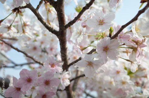 桜 © keatn K