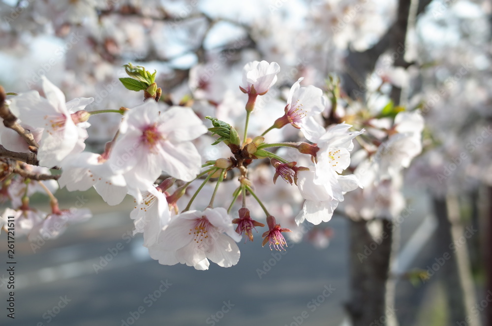 桜