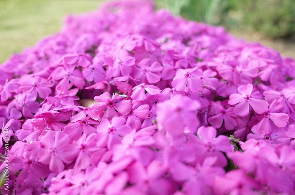 Obraz premium 芝桜