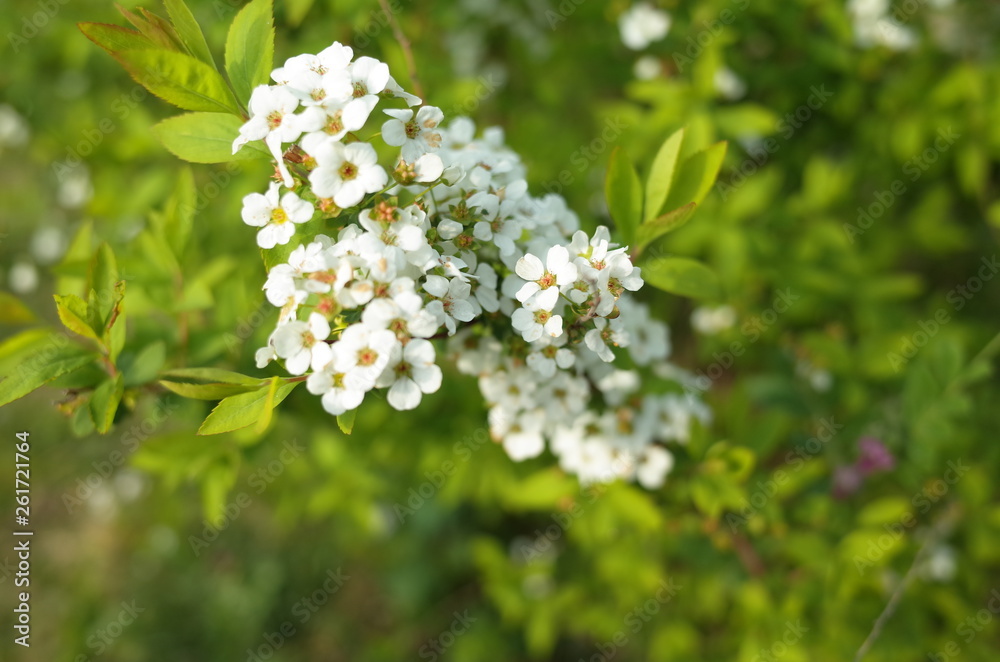 野草 野草