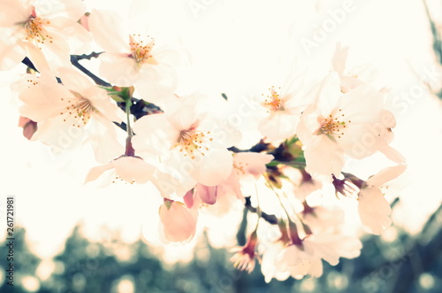 桜 © keatn K