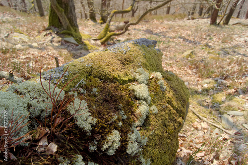 Felsen mit Moos und Flechten im Harz