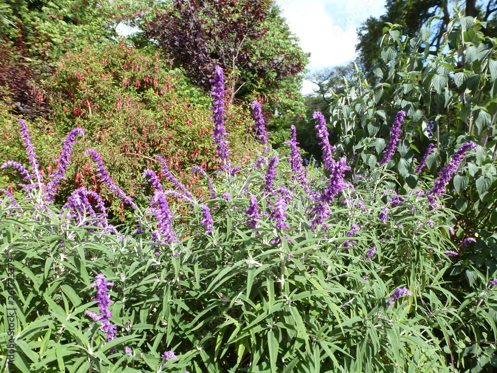 Naklejka premium Blumen