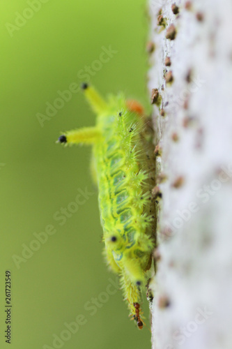  Image of a caterpillar bug on green leaves. photo