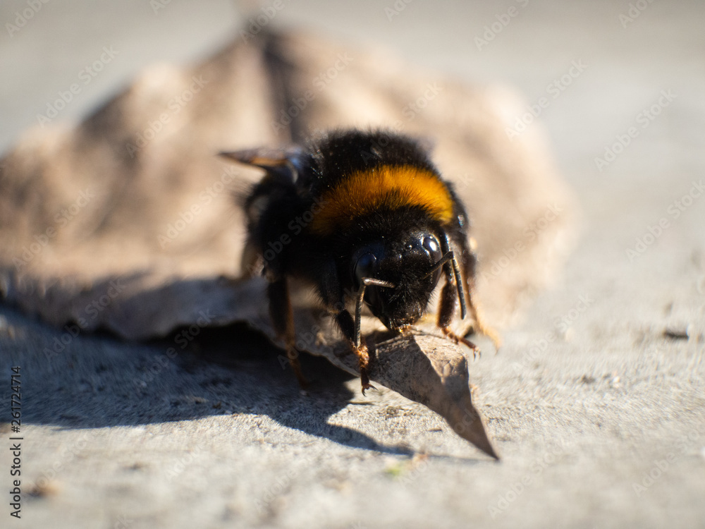 Obraz premium bee close up