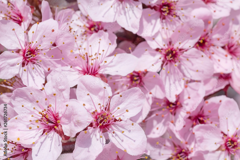 close up of beautifull cherry tree blossoming at spring close up of beautifull cherry tree blossoming at spring