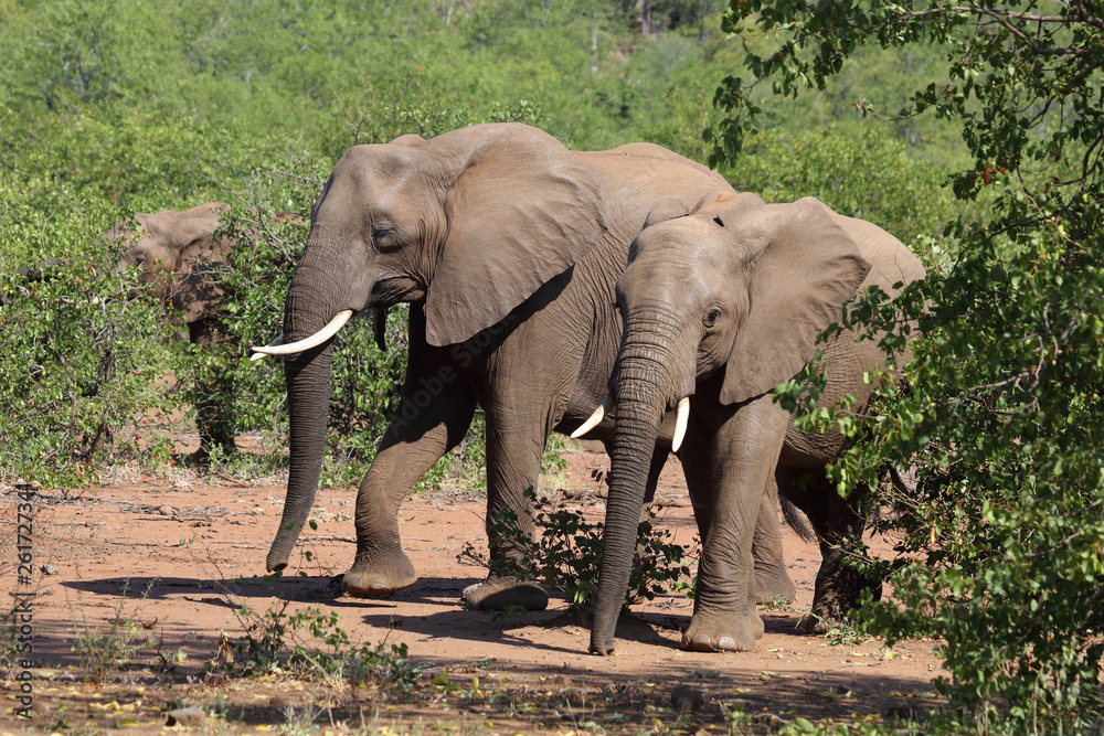 Afrikanischer Elefant / African elephant / Loxodonta africana