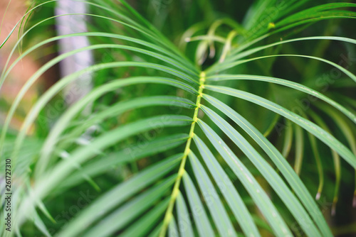 Tropical palm leaves, blurred background. Sunlight on palm leaves at summer. © evso
