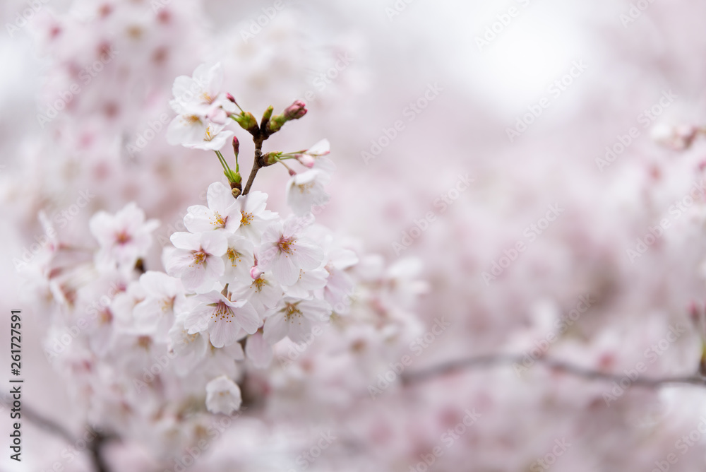 sakura japan