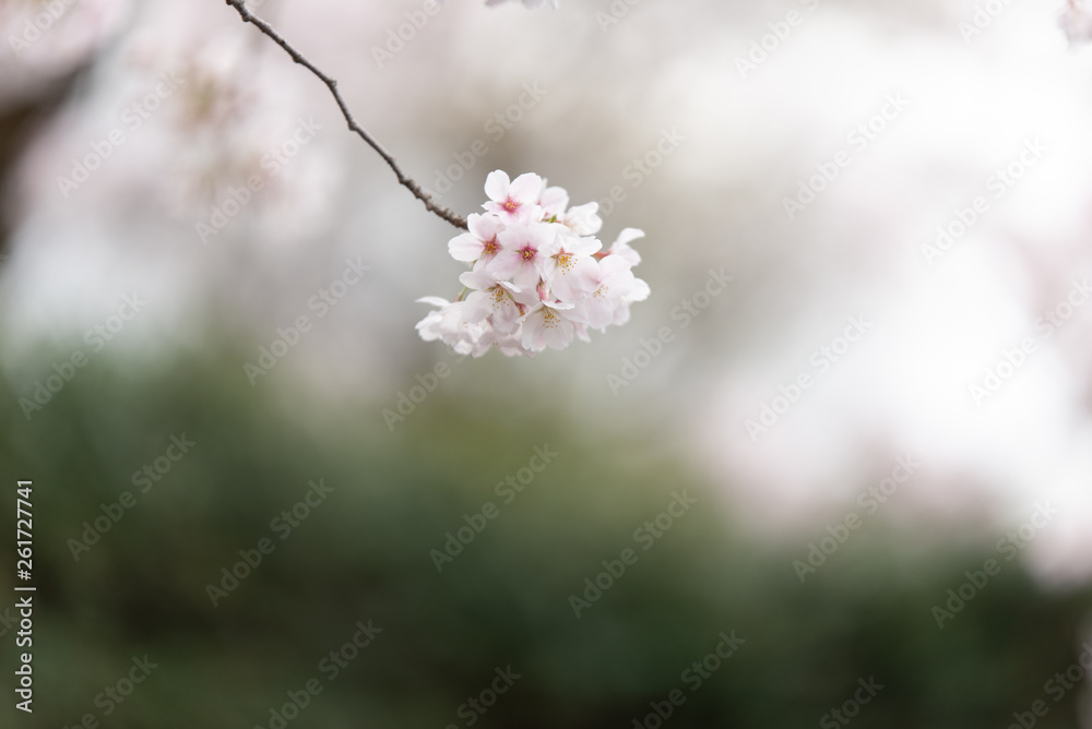 sakura japan