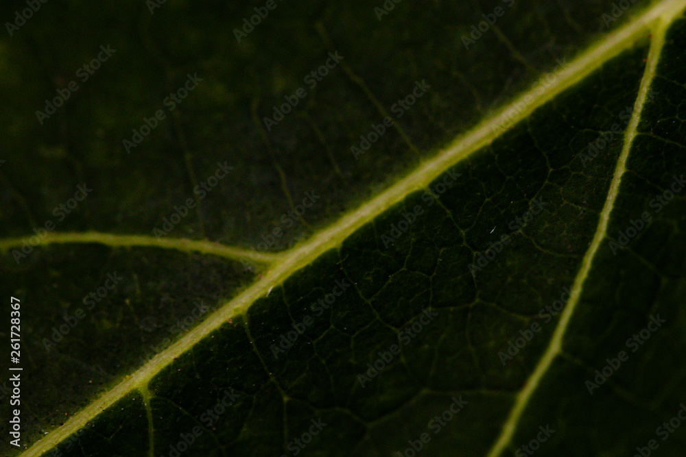 Colorful textures green leaf background.Close up leaf line. Colorful textures green leaf background.Close up leaf line.