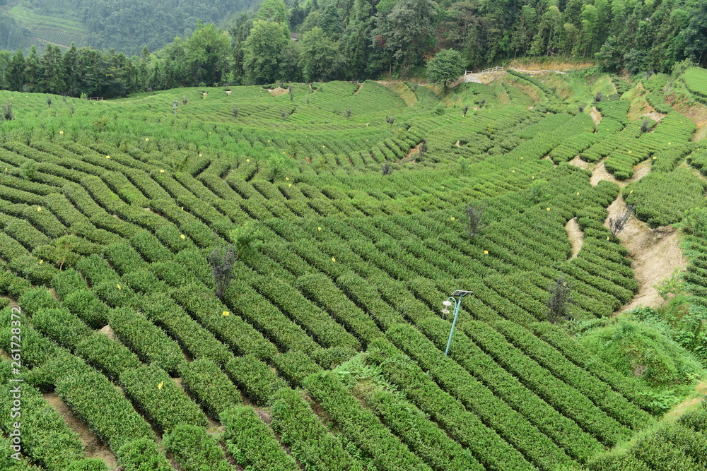 Tea Picking in Chinese Tea Gardens