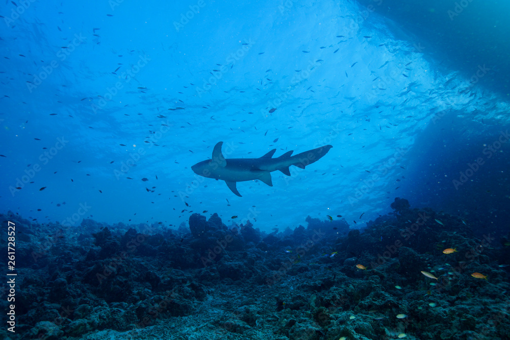 Fototapeta premium Diving the Maldives