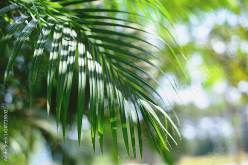 Fototapeta Naklejka Na Ścianę i Meble -  Tropical palm leaves, blurred background. Sunlight on palm leaves at summer.