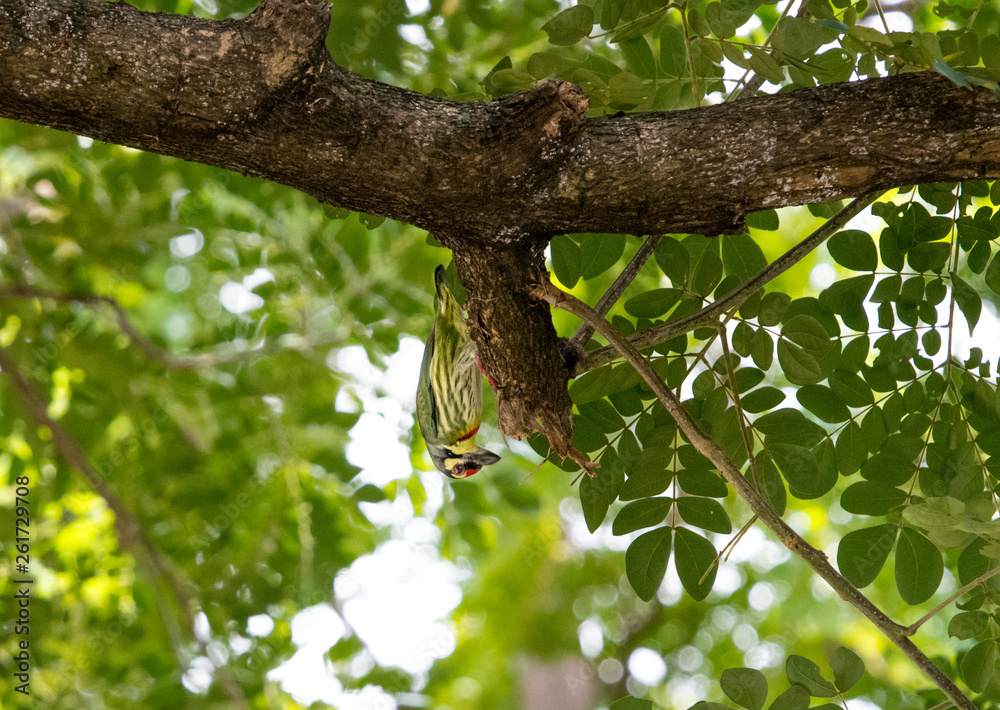 Coppersmith Barbet (Megalaima haemacephala) hanging down on a branch. Coppersmith Barbet (Megalaima haemacephala) hanging down on a branch.