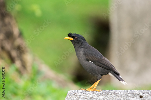 White-vented Myna or Great Myna (Acridotheres grandis) standing on a stone bench with green nature blurred backround.