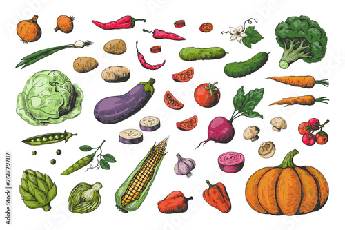 Hand drawn colored vegetables. Food sketch collection, healthy vegan garden vegetables. Vector carrot potato tomato cucumber colourful set