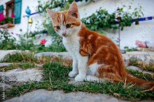 Katzenbaby auf der Lauer