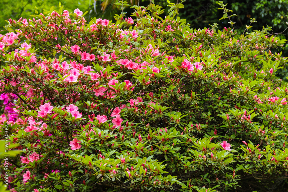 Beautiful blooming pink rhododendron in the garden